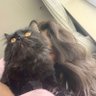  سُعاد محمد .'s profile picture