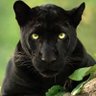 Фото профиля Pantera negra democrática