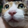 フーテンの和さん's profile picture
