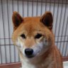 Profilbild von ある