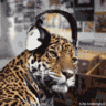 Фото профиля Felineboy