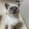 Ahmad Hidayata 的头像