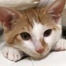 橋本のはなちゃん profil fotoğrafı