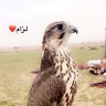 Profilbild von يوسف العبودي ابوياسر