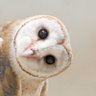 A Barn Owl's profile picture