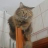Zelis's profile picture