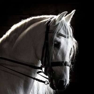 sifAASS's profile picture