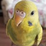 Özlem🐥💜 的头像