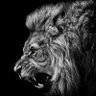 Profilbild von ابو هزبر