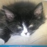 bella (she/they) profil fotoğrafı