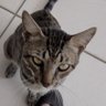 dan cat profil fotoğrafı