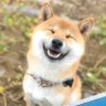 Profilbild von ごんちゃん