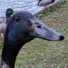 Big_duck_energy profil fotoğrafı
