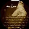 Saher 511's profile picture