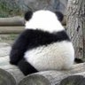 黃華's profile picture
