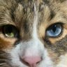 Hazelkitty's profile picture