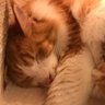 にゃんにゃん先生😽's profile picture