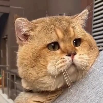 sutokichi0827's profile picture