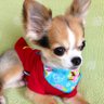 こよち's profile picture