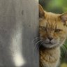 忍🐭🧀 profil fotoğrafı