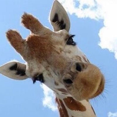 egn8t3's profile picture