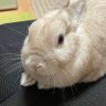 モフさん's profile picture