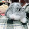 หมูหยอง 🐰🐶🤍🏡113 的头像