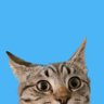 Cat profil fotoğrafı