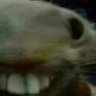 mr_steal_ur_grill💀's profile picture