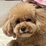 WenYu profil fotoğrafı