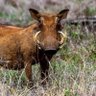 Profilbild von warthog