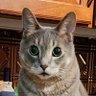 shellingqueen's profile picture