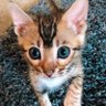 sushi “kool kat” kitti 的头像