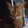 Mama Jab profil fotoğrafı