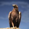Peaceful Warrior's profile picture