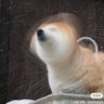 Profilbild von äžå±±ãå€éŠ