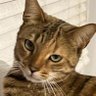 Profilbild von Zombielisk