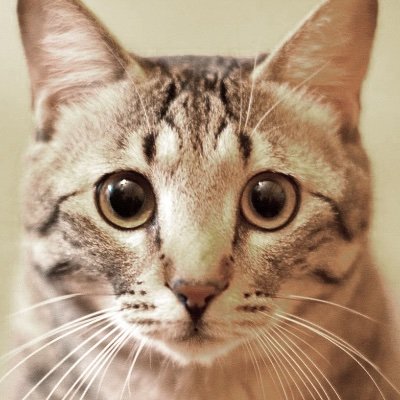 マクー's profile picture