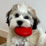 Teddy Baxter's profile picture