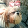 puppypig's profile picture