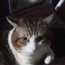 コジママ 🐾 profil fotoğrafı