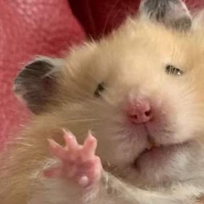 𝗛𝗬𝗔𝗠𝗬𝗔🍪's profile picture