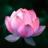 The_Lotus_Box profil fotoğrafı