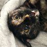 Zencibo's profile picture