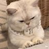 chhn ✨ profil fotoğrafı