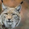 Фото профиля K Lynx