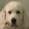 Profilbild von BOOTLEG NEWZ