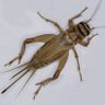 jangkrik's profile picture