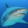 Bullshark's profile picture