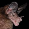 SleazyBat Xxx profil fotoğrafı